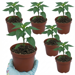 Chilli Pepper Plants - Armageddon, Ready to Plant in Your Garden