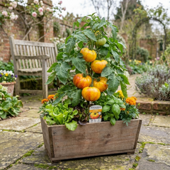 Set of 3 or 6 Large Plants - Tomato Buffalosun Variety, Ready to Plant in Your Garden