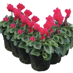 Cyclamen Silver Leaf Salmon | 3 or 6 1L Pots