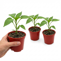 Sweet Pepper Snack Yellow, Ready to Plant in Your Garden