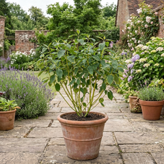 Cornus Flaviramea Yellow Twig Dogwood Plant, Hardy Winter Stem Shrub, Litre Root Ball
