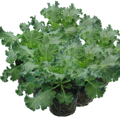 Ornamental Cabbage White | 3 or 6 1L Pots