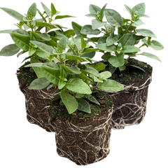 Fuchsia Bella Susanna | 3 or 6 1L Pots