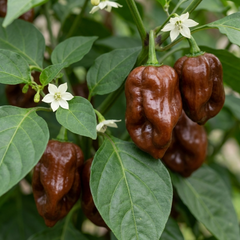 Chilli Pepper Plants - Habanero Chocolate, Ready to Plant in Your Garden