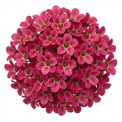 Saxifrage Marto Rose Hardy Alpine Evergreen Perennial Plants, Pink Rockery Ground Cover, Outdoor Garden Ready, 1 Litre Root-Ball