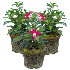 Fuchsia Diva Red and White | 3 or 6 1L Pots