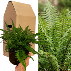 1 Large, Garden Ready Plant - Korean Rock Fern Polystichum Tsus Simense, 2L Pot
