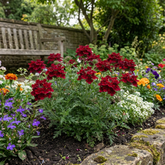 Verbena Trailing Deep Red Plants, Summer Flowering Bedding, Hanging Basket & Outdoor Garden Ready, 10.5cm Root Ball