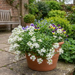 Arabis Aubris White, Ready to Plant in Your Garden, 1L