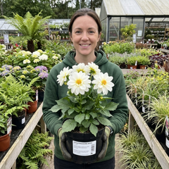 1 Dahlia Maggiore White Live Plant, Summer Flowering Outdoor Garden Ready, 3 Litre Root Ball