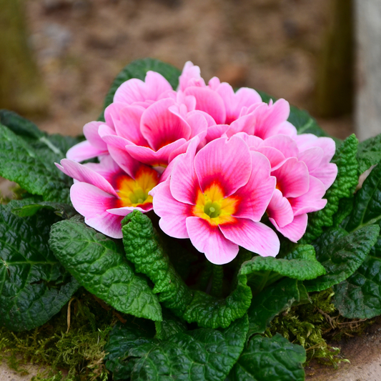 Primrose Appleblossom | 3 or 6 1L Pots