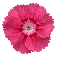 1 Cottage Pink Dianthus Sugar Raspberry, Hardy Summer Flowering Perennial, Garden Ready, 5L Root Ball