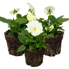 Upright Pansy Delta Pro Clear White | 3 or 6 1L Pots