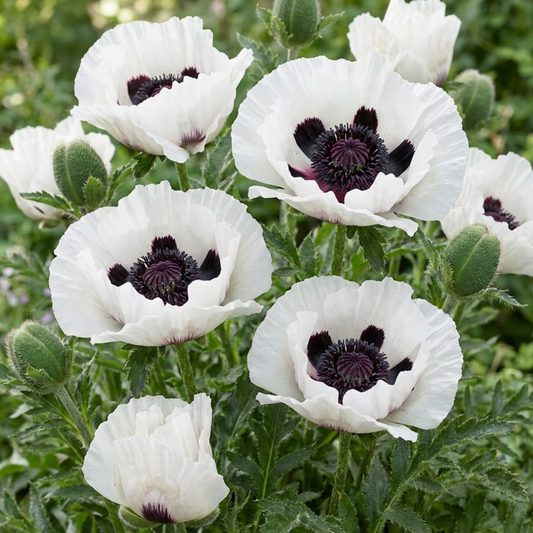 Papaver Orientale Royal Wedding Poppy Plants, Hardy Perennial, Outdoor Garden Ready, 1 Litre Root-Ball