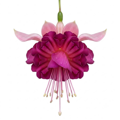 3 Trailing Fuchsia Claudia Pink Plants, Summer Bedding, 10.5cm Pots, Hanging Baskets