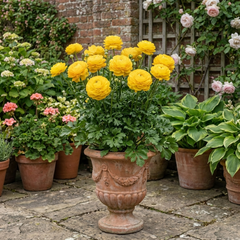 Ranunculus Vortex Golden Yellow Persian Buttercup Plant, Hardy Spring Flowering, 2Ltr Root-Ball
