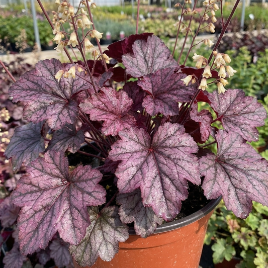 1 Heuchera Wild Rose Coral Bells, Shade Loving Hardy Evergreen Perennial Plant, 2 Litre Root Ball
