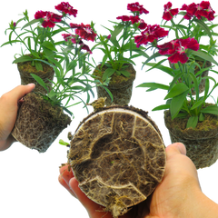 Dianthus Deep Red | 3 or 6 Plants