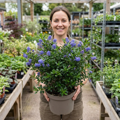 Ceanothus Cool Blue Plant, Hardy Blue Flowering Evergreen Shrub, California Lilac, Litre Root Ball