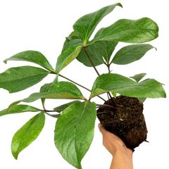 Hellebore Star of Passion