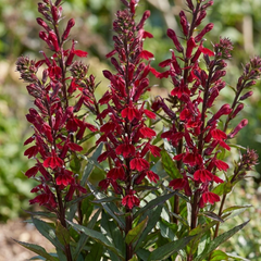 Lobelia Starship Burgundy Upright Hardy Perennial Plants, Outdoor Garden Ready, 1 Litre Root Ball
