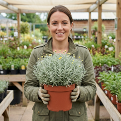 Santolina Chamaecyparissus Cotton Lavender Plant, Drought Tolerant Hardy Evergreen Shrub, 2L Root-Ball