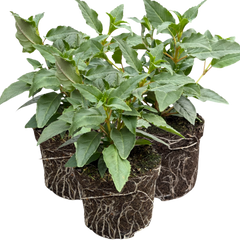 Fuchsia Bella Mariska | 3 or 6 1L Pots