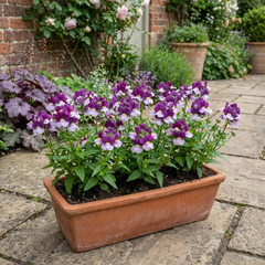 Nemesia Nuvo Purple Bicolour, Ready to Plant in Your Garden