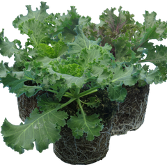 Ornamental Cabbage Growers selection | 3 or 6 1L Pots