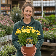 1 Coreopsis Solar Moon Perennial Plant, Hardy Yellow Tickseed Flower, 3 Litre Root Ball