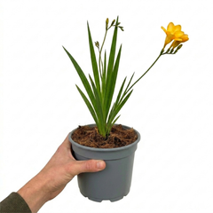 1 Freesia Gold River Outdoor Garden Plant, Fragrant Hardy Summer Flowering Perennial, 2 Litre Root Ball