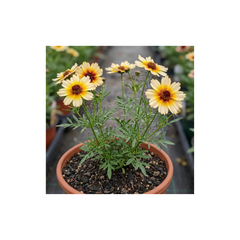 1 Coreopsis Solar Fancy Hardy Perennial Plant, Bee Friendly Summer Flowering, 3 Litre Root-Ball