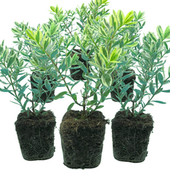 Hebe Variegata | 3 or 6 1L Pots