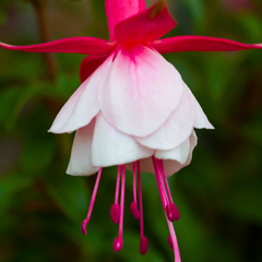 Fuchsia Alice Hoffman | 2L Pot