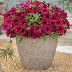 1 Large Plant - Petunia Rimarkable Cherry, Ready to Plant in Your Garden, 2L Pot