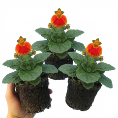 Calceolaria Calynopsis ‘Red Orange Bicolour’, Ready to Plant
