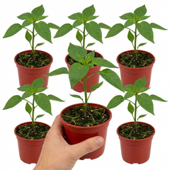 Sweet Pepper Plants - Thor Variety, Ready to Plant in Your Garden