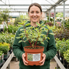 Cornus Alba Elegantissima Variegated Dogwood Shrub, Hardy Garden Ready, Litre Root Ball