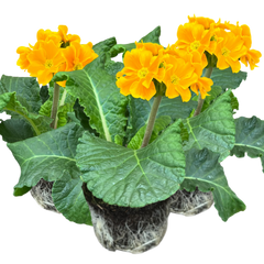 Polyanthus Orange | 3 or 6 1L Pots