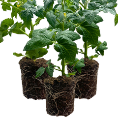 Set of 3 or 6 Large Plants - Tomato Growers Selection Variety, Ready to Plant in Your Garden