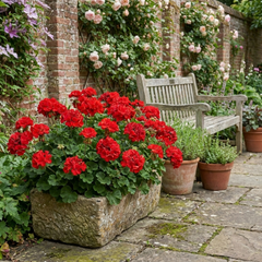 1 Geranium Calliope M Scarlet Red Plant, Large Flowering Summer Garden Ready, 5 Litre Root-Ball