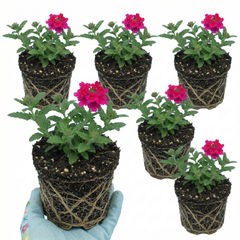 Verbena Trailing Magelana Hot Rose Plants, Summer Bedding Garden Ready, 10.5cm Root-Ball