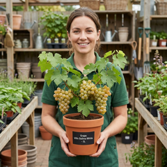 Grape Vitis Sulima White Vine Plant, Self Pollinating Hardy Outdoor Garden Ready, 3 Litre Root-Ball