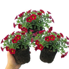 Set of 3 or 6 Large Plants - Calibrachoa Cabaret Red Kiss, Outdoor Garden Ready