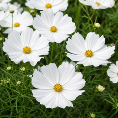 Set of 3 or 6 Large Plants - Cosmos Apollo White, Ready to Plant in Your Garden, Peat-Free