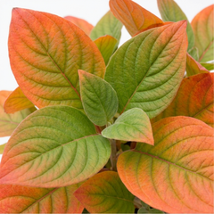 Cornus Anny's Winter Orange Plant, Hardy Dogwood Shrub for Winter Interest, Litre Root Ball