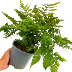Copper Shield Fern Dryopteris Erythrosora | 2L Pot