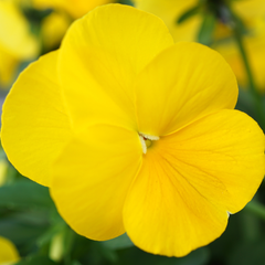 Upright Pansy Delta Pro Yellow | 3 or 6 1L Pots