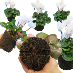 Cyclamen Flame White | 3 or 6 1L Pots