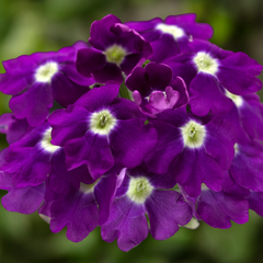 3 Large Plants - Verbena Lanai Up True Blue, Ready to Plant in Your Garden